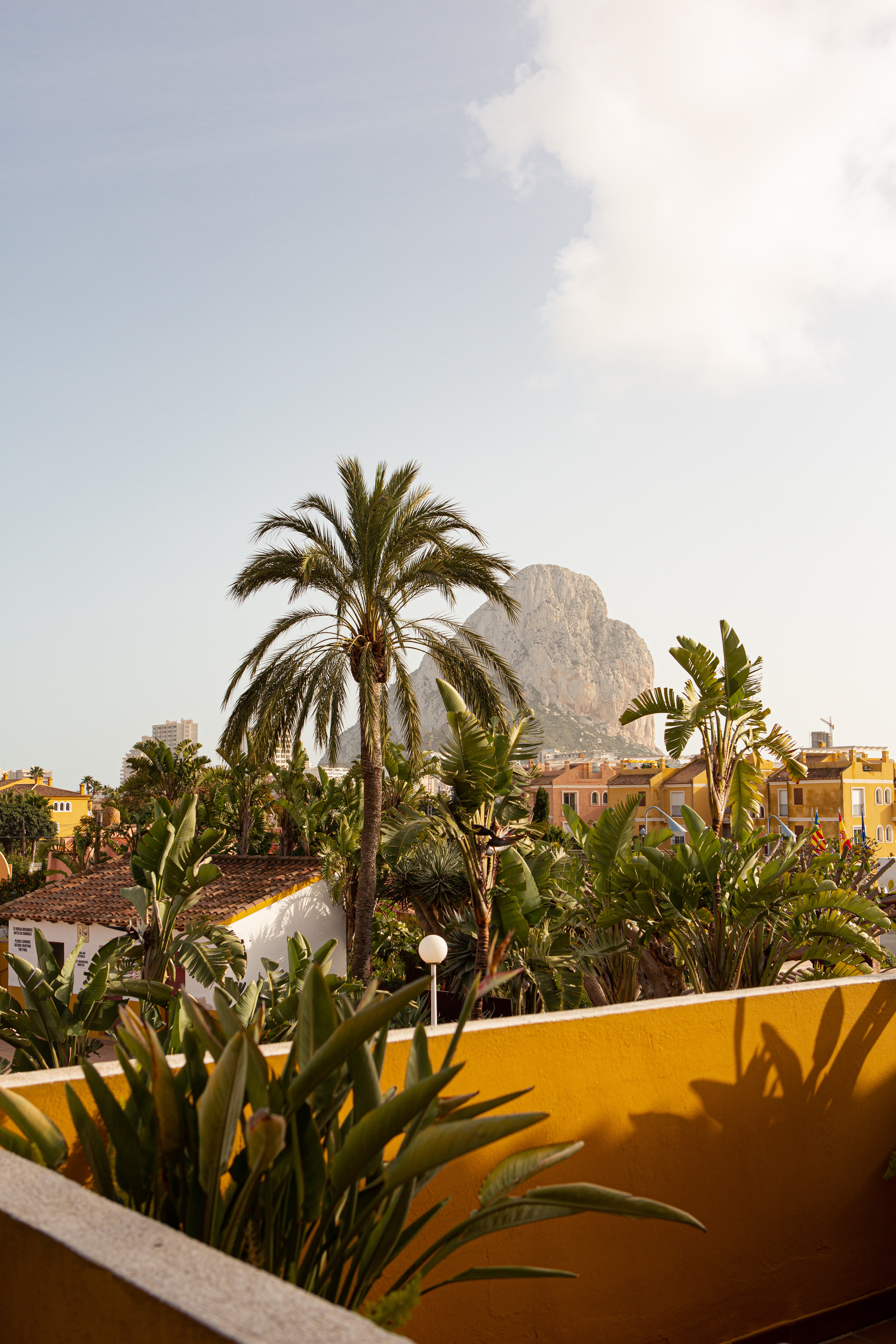 spanish trees